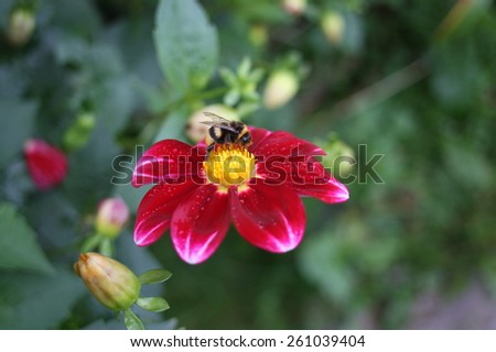 Bumble-bee on the bright flower among green leaves in fall garden