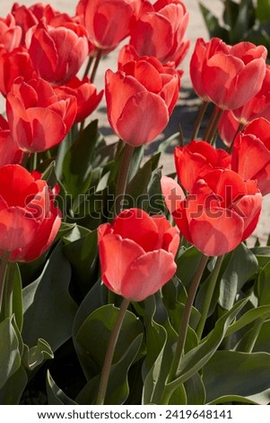 Similar – Foto Bild Tulpe orange Pflanze