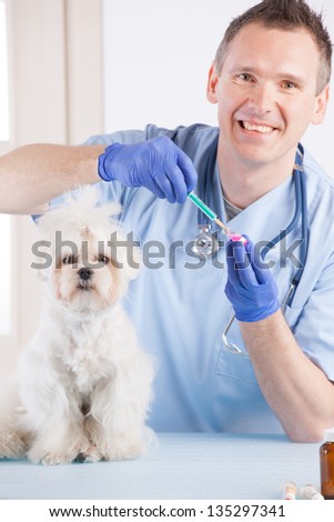 Smiling vet making a checkup of a dog maltese.