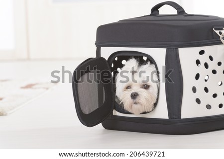 Small dog maltese sitting in transporter or bag and waiting for a trip
