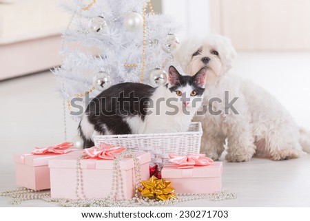 Cat and cute little dog Maltese sitting with gifts near Christmas tree