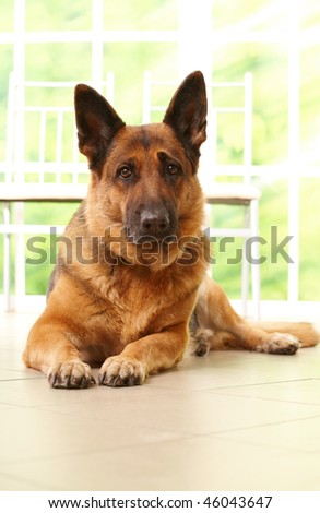 German shepherd dog laying in home