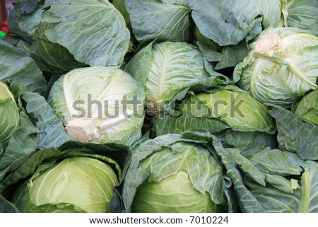 Fresh picked cabbage at a road side farm stand