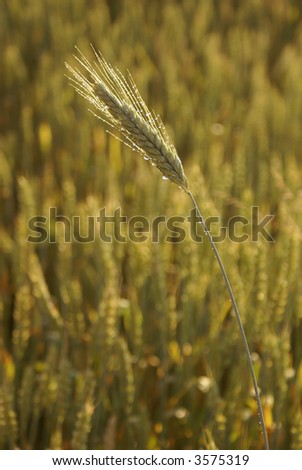 Cereal ear in morning dew