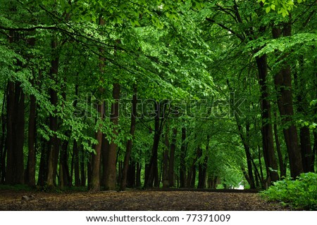 Road in beech forest in the evening