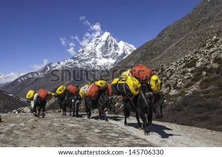 DINGBOCHE,NEPAL-APRIL 08:The Nepali drover the caravan of yak caravan carry heavy load going to Island-peak Base between Dingboche and Chhukhung on April 08,2011 in Everest region, Nepal