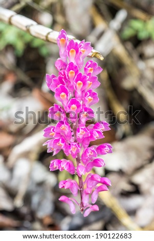 Wild orchid name Toothbrush orchid,Dendrobium secundum.