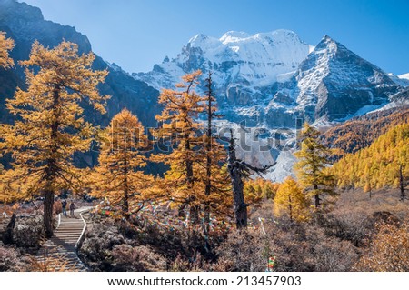 Daocheng, Sichuan , China - October 23, 2008 : Chinese tourist visiting autumn forest in Yading national level reserve in Daocheng, Sichuan Province, China.