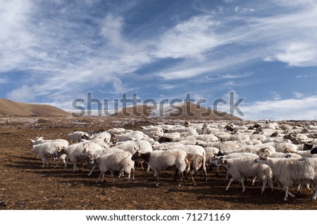sheep in blue sky