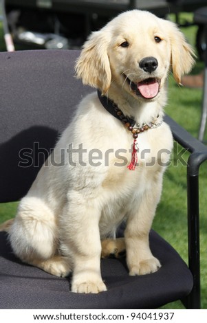 LOS ANGELES - JAN 31: A puppy from Disney\'s \
