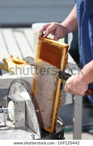 Raw honey being harvested from bee hives