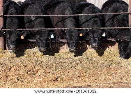 Black angus cows feeding