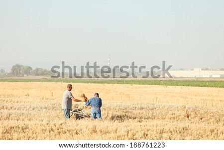 American Falls, Idaho, USA August 7, 2013 Scientists harvesting grain grown in test plots for research.