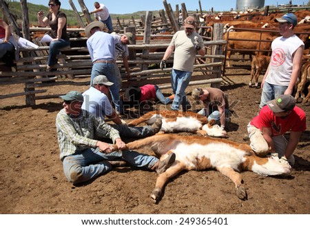 Bone, Idaho, USA May 17, 2014 Cattle being branded and inoculated against diseases on a ranch.