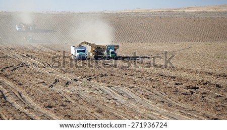 Osgood Idaho, USA Sep 24, 2009- Farmers use machinery in the field harvesting potatoes.  The potatoes are lifted up, and gently plead in a truck for transport..