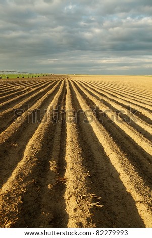 An early morning view of  a freshly planted potato field.