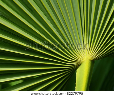 A closeup view of a palm leaf, showing the veins and stalk.