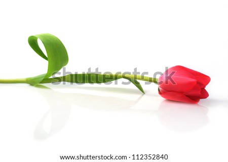 Similar – Image, Stock Photo one petal Tulip