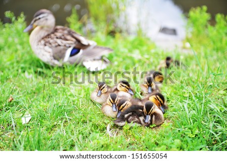 Mallard duck and her ducklings on bank of  river