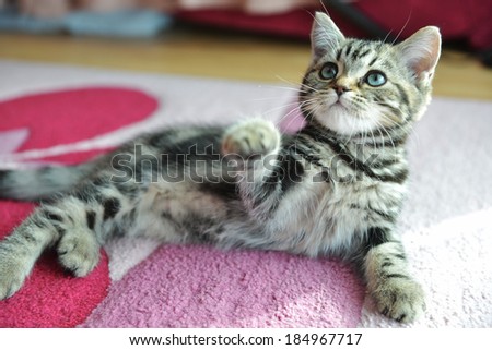 Cute  tabby kitten laying down on  pink carpet