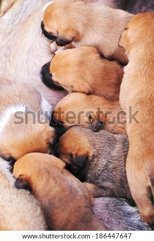 female dog of Belgian shepherds malinois  with puppies