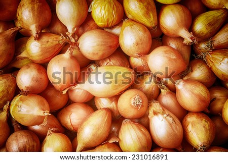 bulb onions  prepared for planting