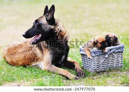female dog of belgian shepherds malinois  with puppies