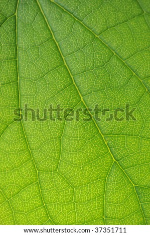 green leaf very close up