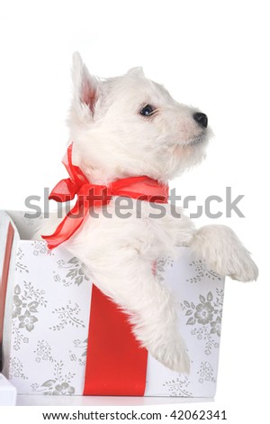 white puppy with red ribbon in gift box