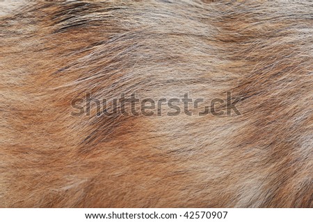 Long brown dog wool,  textured