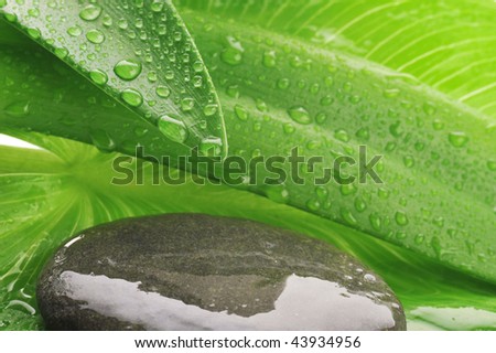 green leaf, gray stone and water drop close up