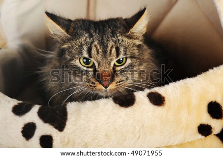 Young adorable cute cat in pet house