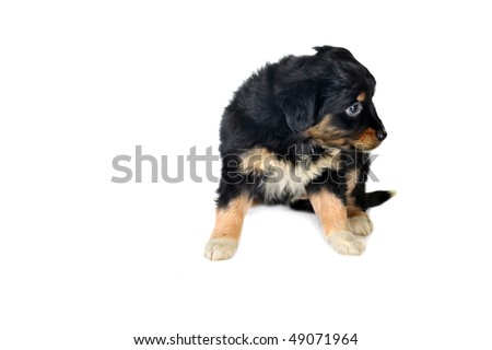 small  puppy playing on white