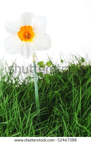 one blossoming narcissus in green grass on  spring field