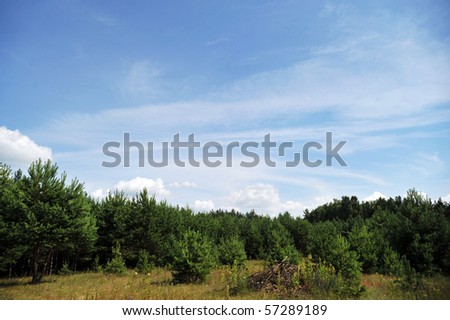 meadow and trees. summer  landscape