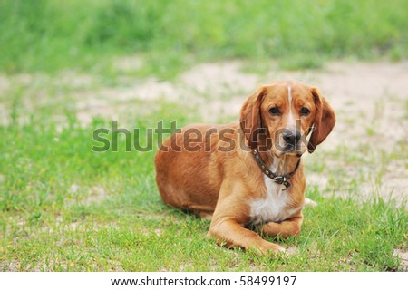 big brown dog lying on  lawn