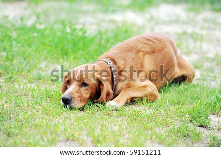big brown dog lying on  lawn