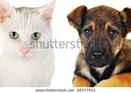 brown dog and white cat close up