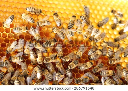 bees are working on a beeswax in a bee hive