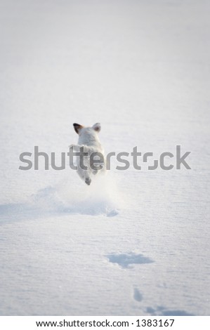 jack russell terrier jumping in snow
