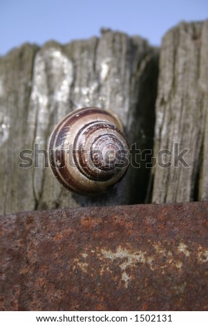 slow spiral self contained snail