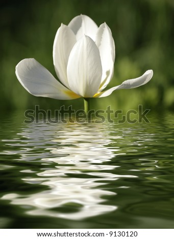 beautiful white flower reflected in water