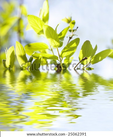 Spring green leaves reflecting in the water, shallow focus