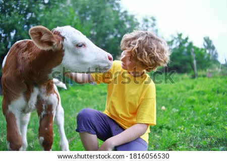 Boy and calf on the field.  Kid teenager and cow. Curly hair, brown bull, white caucasian face, spring summer morning, green background. 
Boy farmer rancher and bull.
