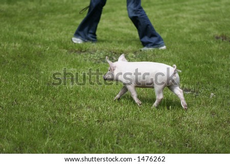 foot and pig