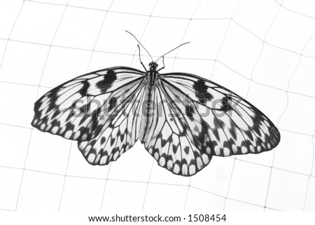 butterfly in the net