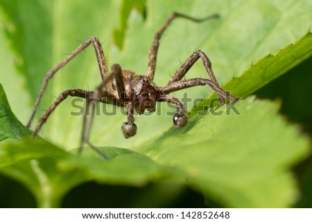 Front view of a nursery spider