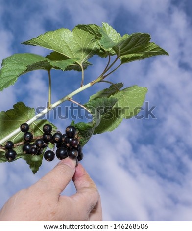 Woman hand picking black currant with sky in the background