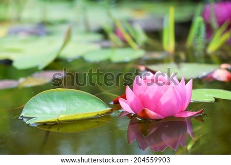 Red water lily flower and leafs