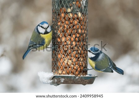 Similar – Image, Stock Photo blue tit on a branch near the bird feeder